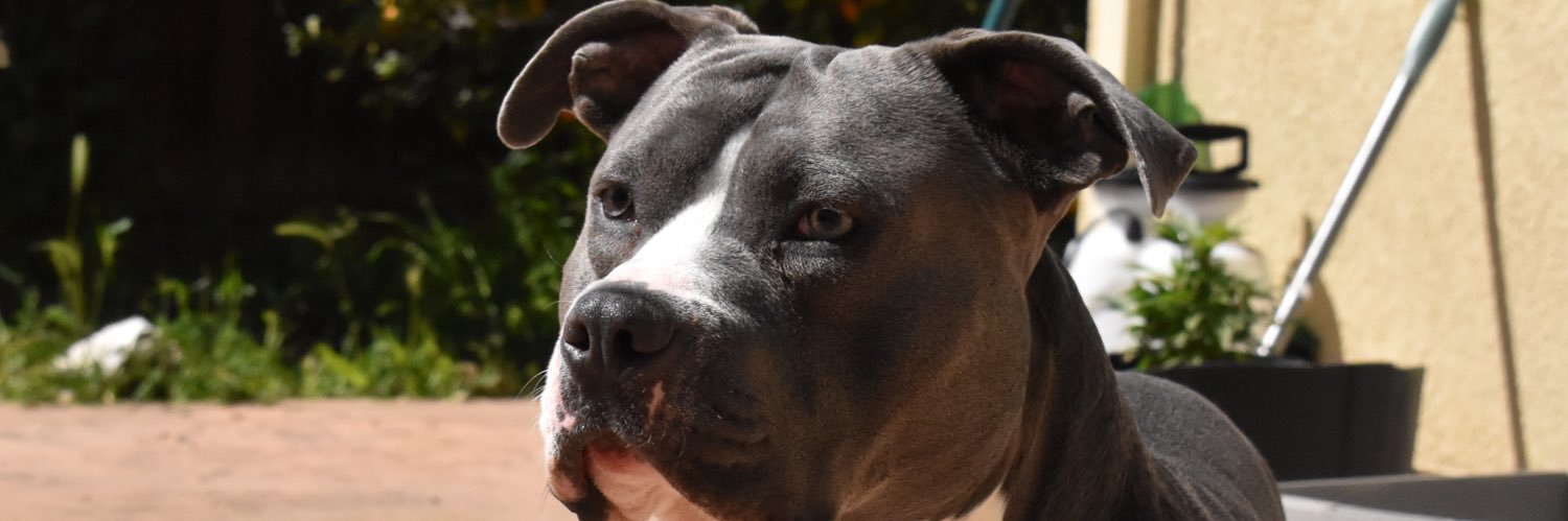 rossisboss1's profile banner image