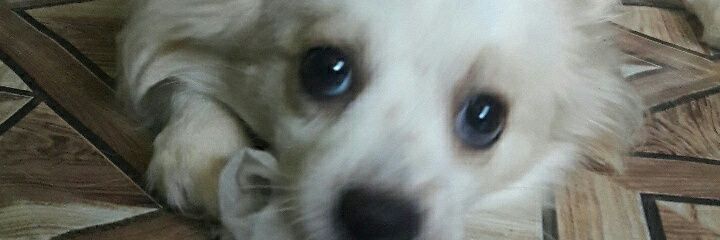 lemmoronio's profile banner image