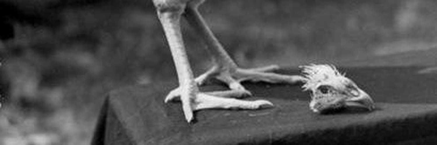 ThaFomoChicken's profile banner image