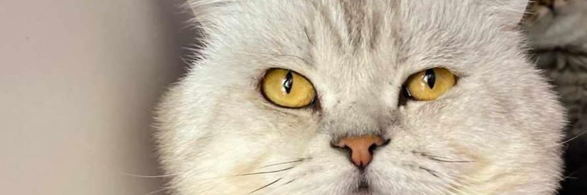matbaacserpil's profile banner image