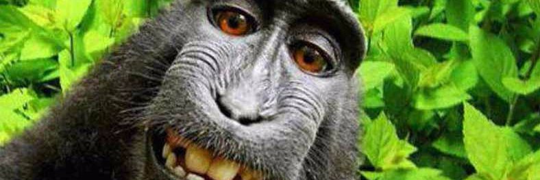 Mae mia! mae mia!! banner