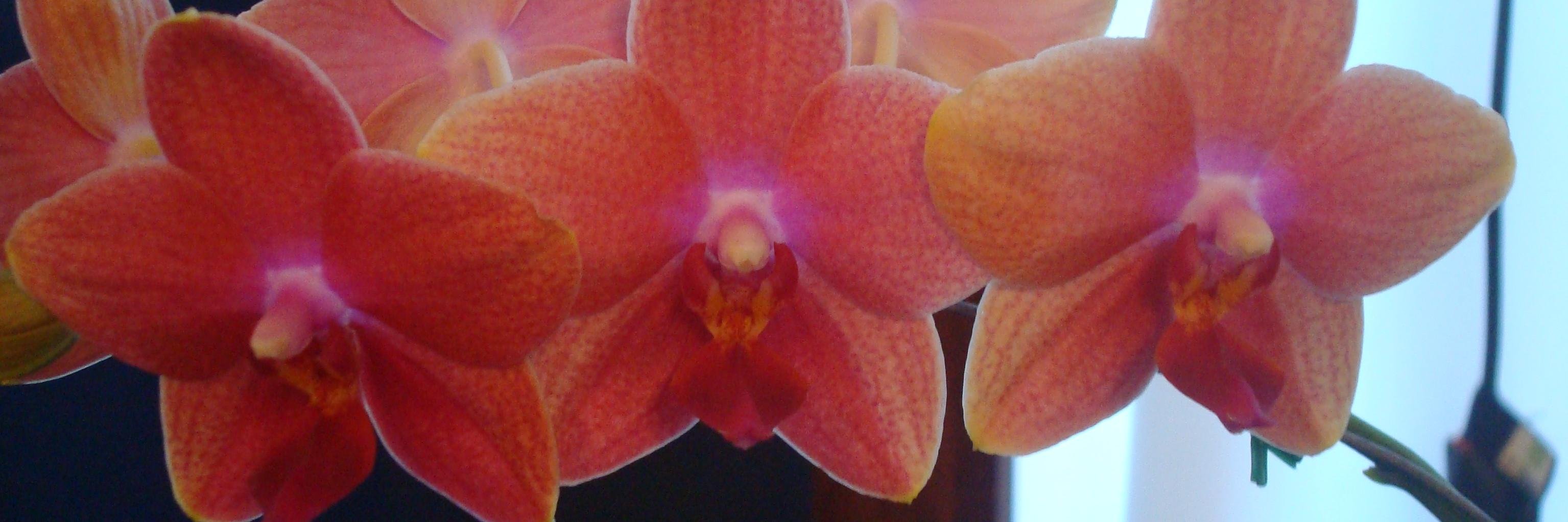 Ifigenia70's profile banner image