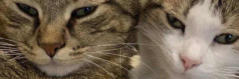 ElPraud's profile banner image