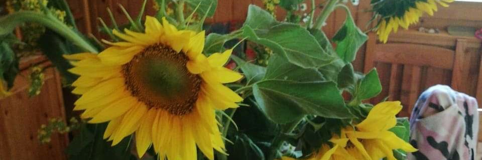 jenokellner's profile banner image