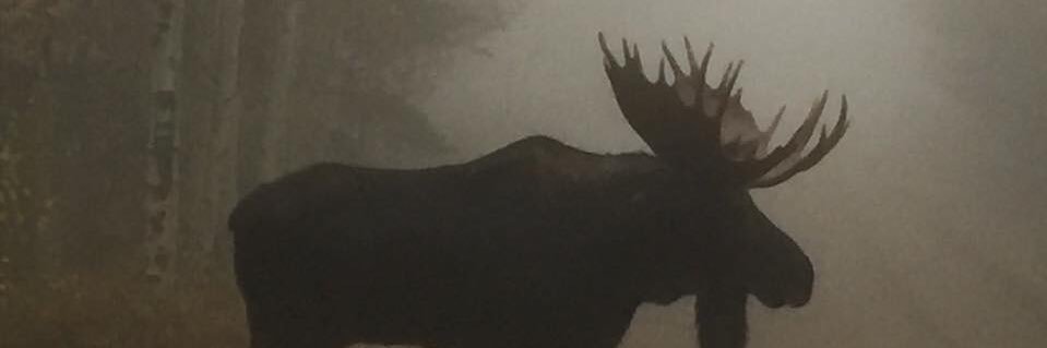 DeeDeeNuss's profile banner image
