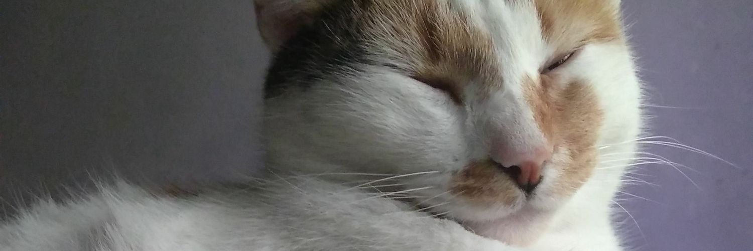 Paazayala's profile banner image
