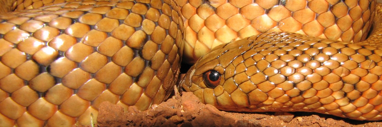 Gavin Masterson, PhD 📊🐍🐸🇿🇦🇸🇪 banner