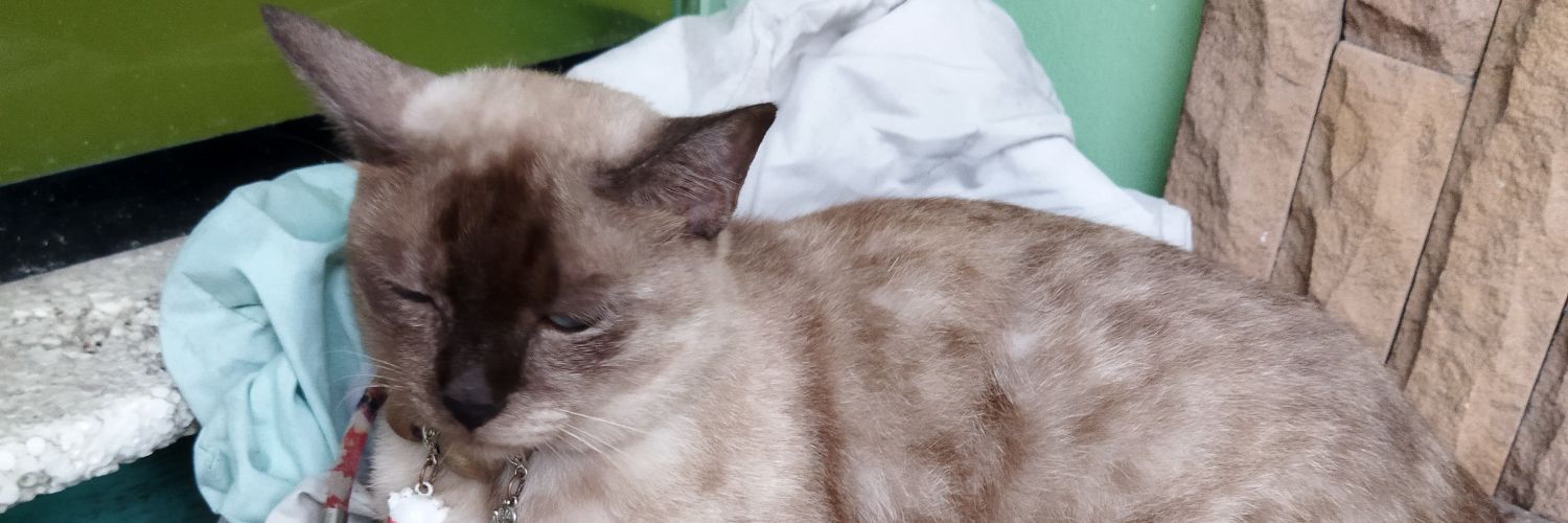 Ponzz11's profile banner image