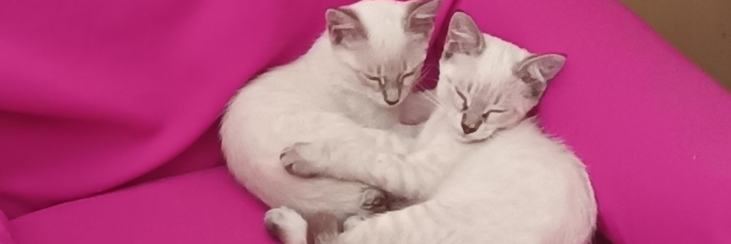 danielanl99's profile banner image