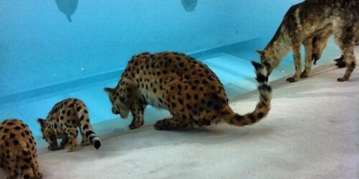 abdelkader salim banner