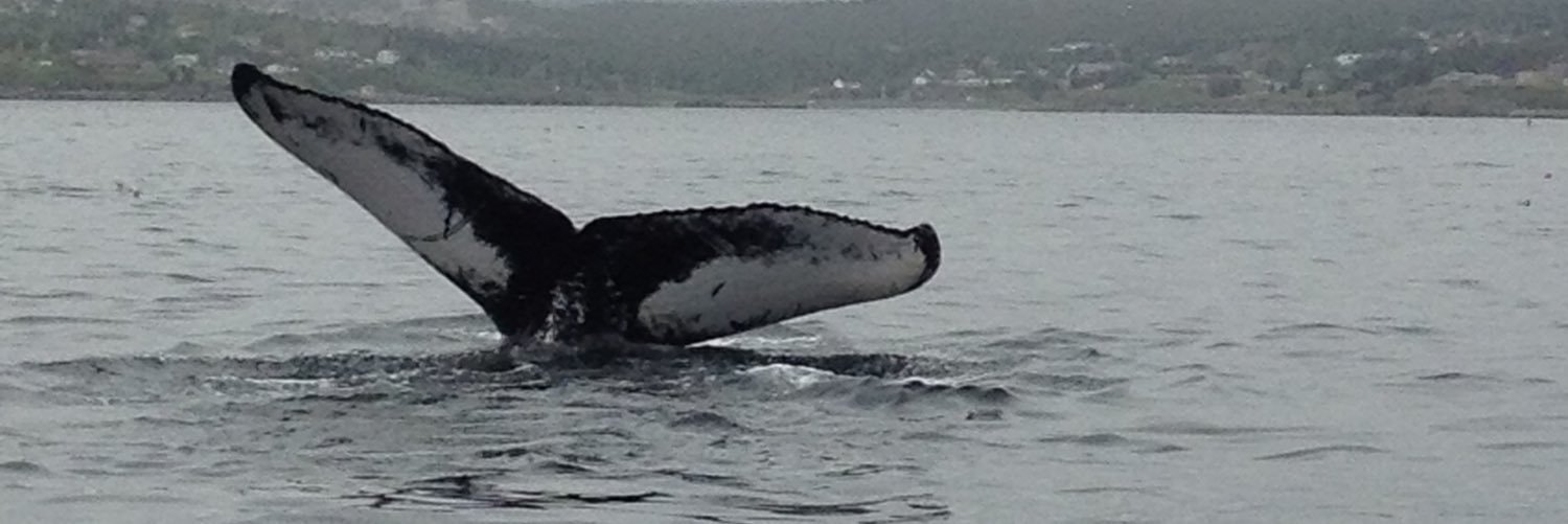 Toby Whitfield banner