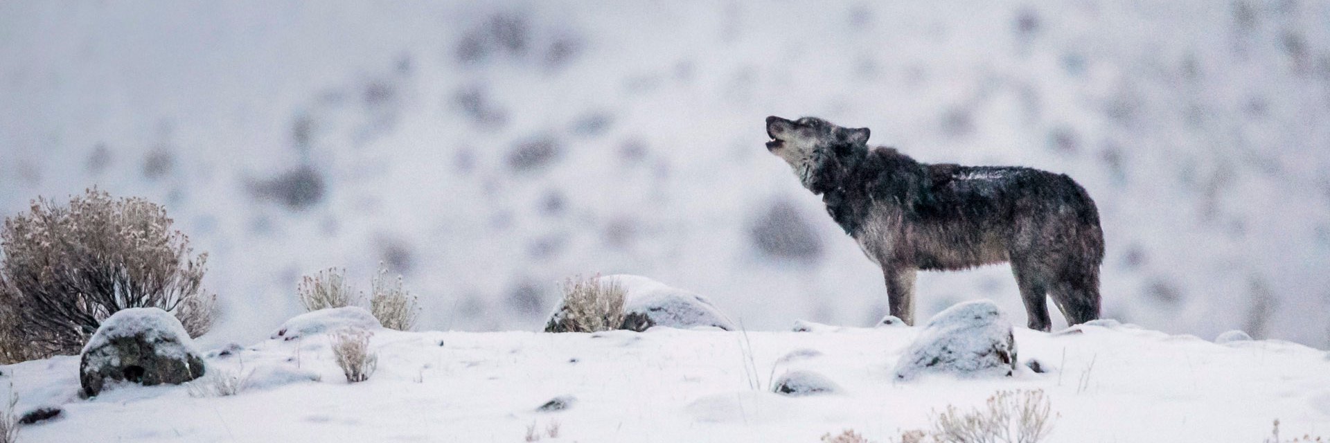 🌶️🌞,🌕🍸❤️🚀bamn1983.lens.lvl🆙 banner