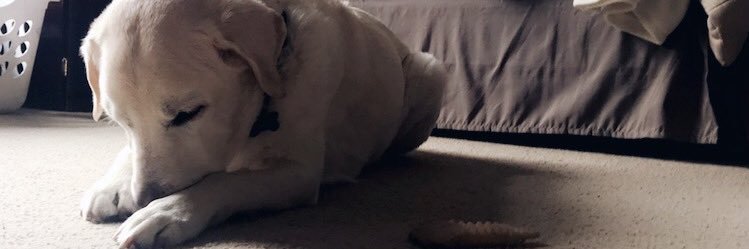 annie boyle banner
