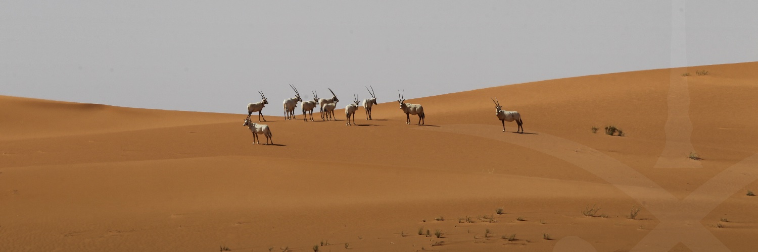 KSA Mission UNESCO banner