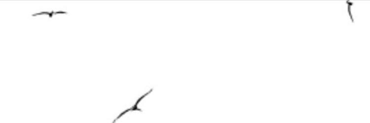 alihassiri's profile banner image