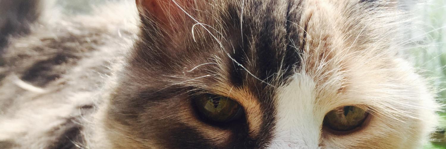 peterlucky's profile banner image