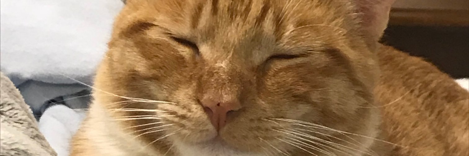 SchrammScott's profile banner image