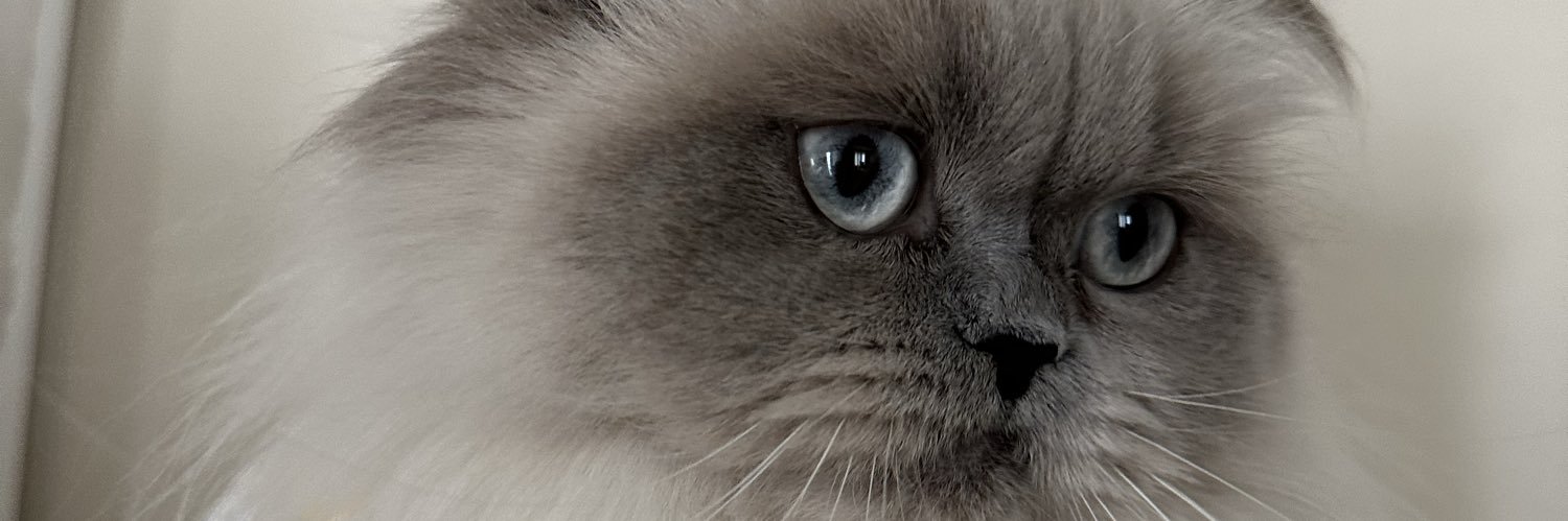 ellytera's profile banner image