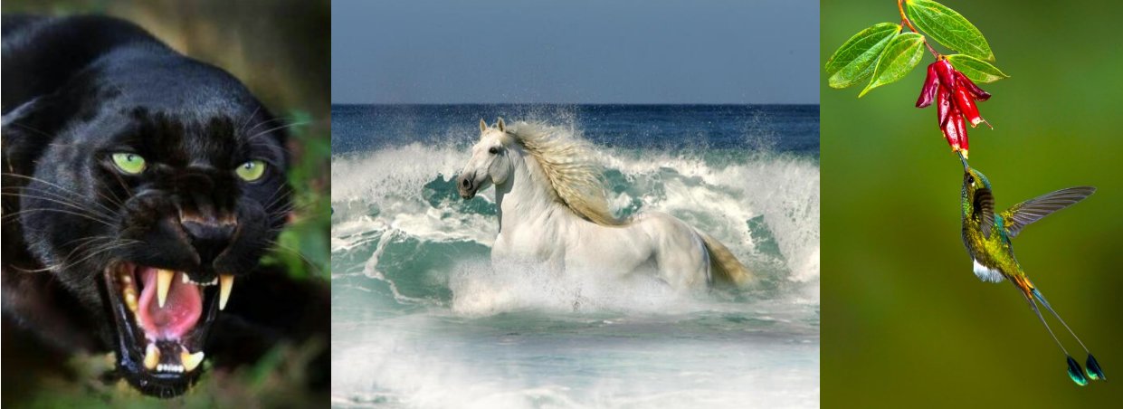 Pantera negra 🇧🇷🇵🇸#FreePalestineFromRiverToSea banner