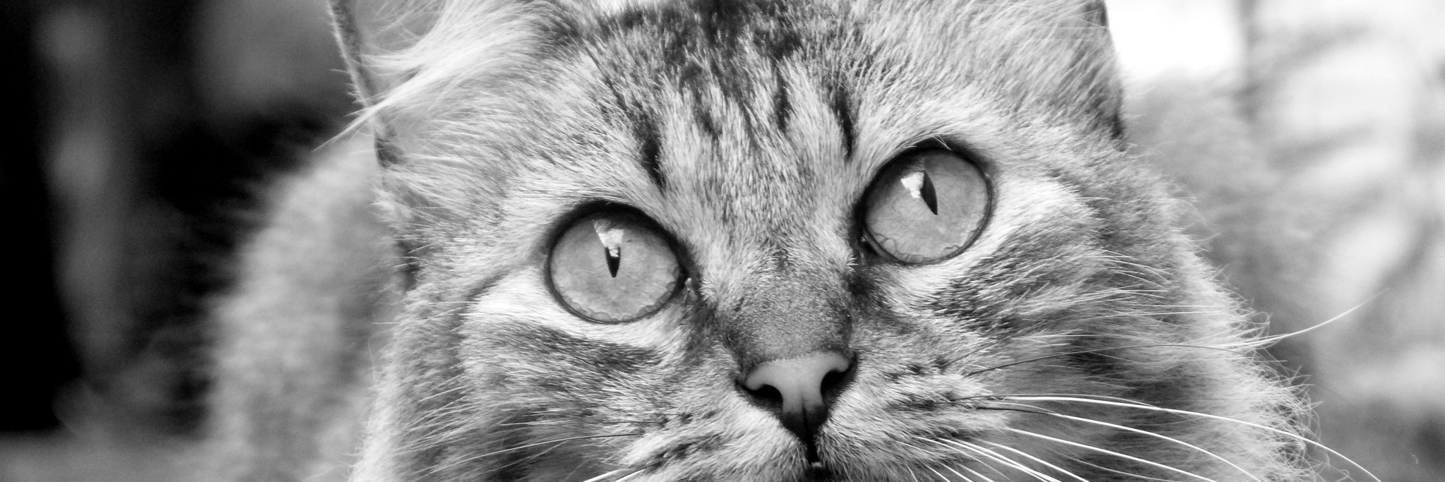 GizehMoonight's profile banner image