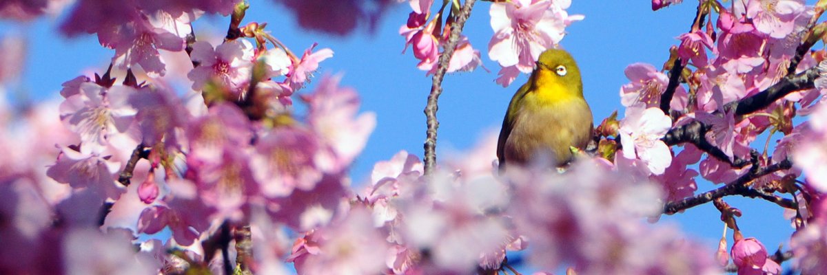 kagonman's profile banner image
