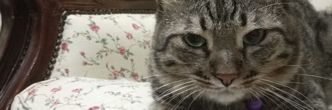 PUdat_'s profile banner image