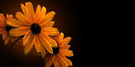 anutza_robi's profile banner image