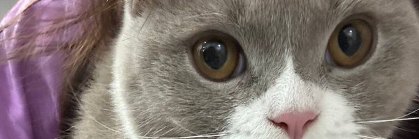 Smiley56337 Profile Banner