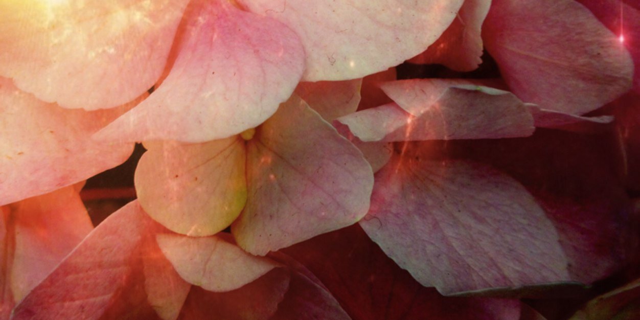 amandaleebauer's profile banner image