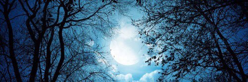 lily_wolf's profile banner image