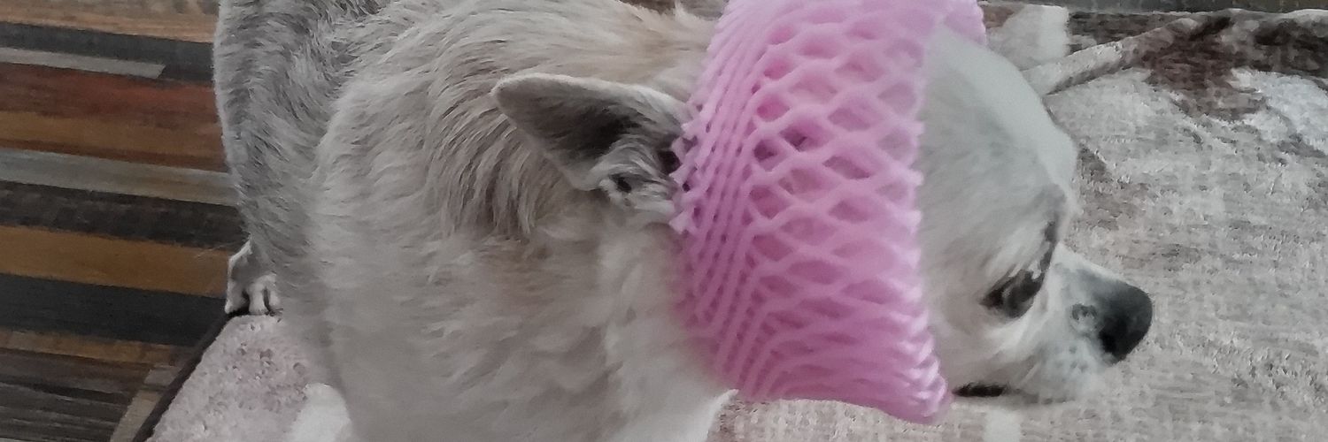 インドア系スムースチワワ、ツナさん banner