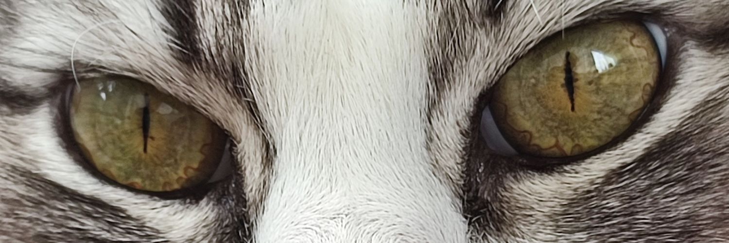 feyzanurdilmac's profile banner image