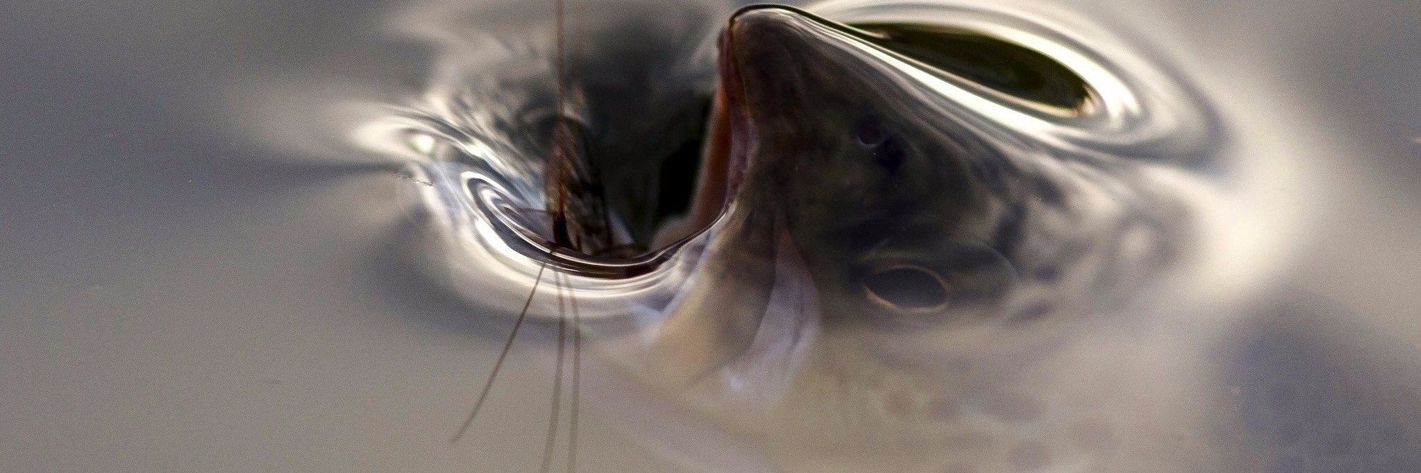 Benjamin Robert banner