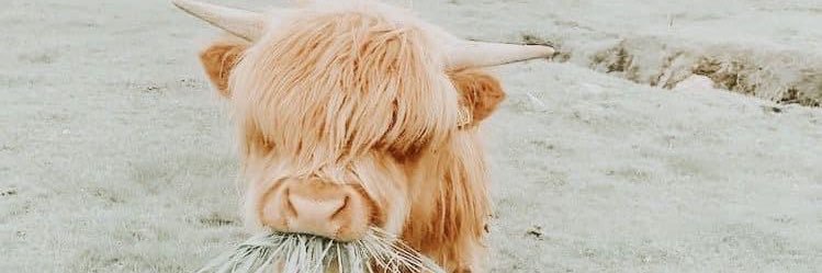 itsjasssy1's profile banner image