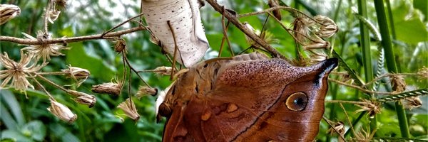 adrdwiputra Profile Banner
