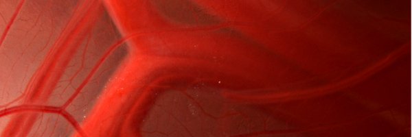 Allison_Lab_Hud Profile Banner