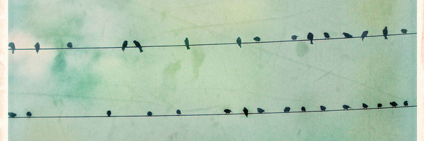 Lindsay Robin banner