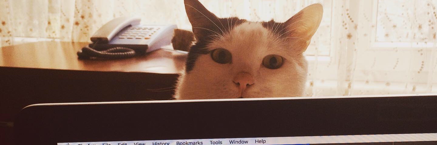 FilizAytekin's profile banner image