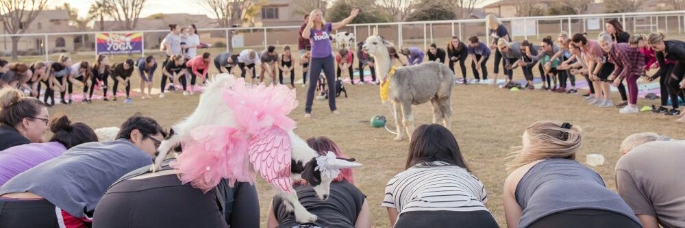 AZ Goat Yoga banner