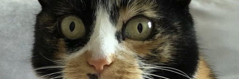 simon  banner