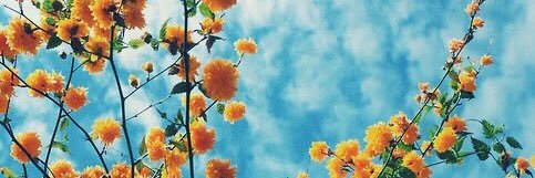 Hamida 🥀 banner