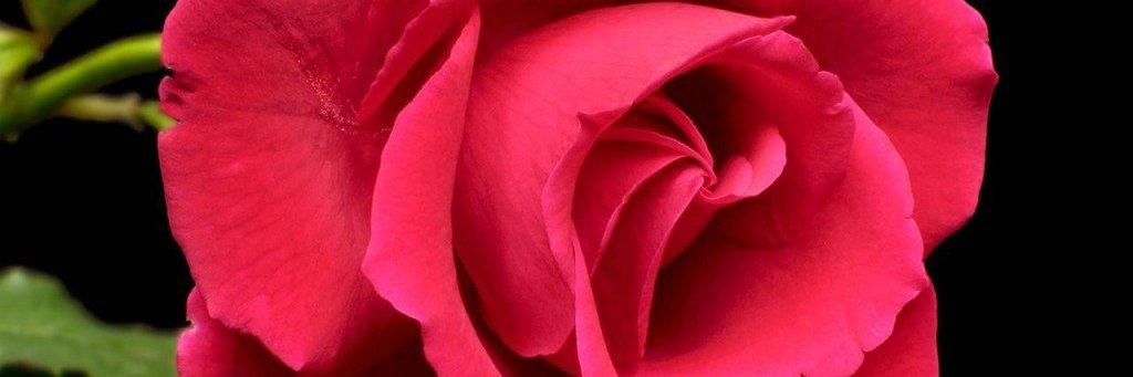 HellenMesones's profile banner image