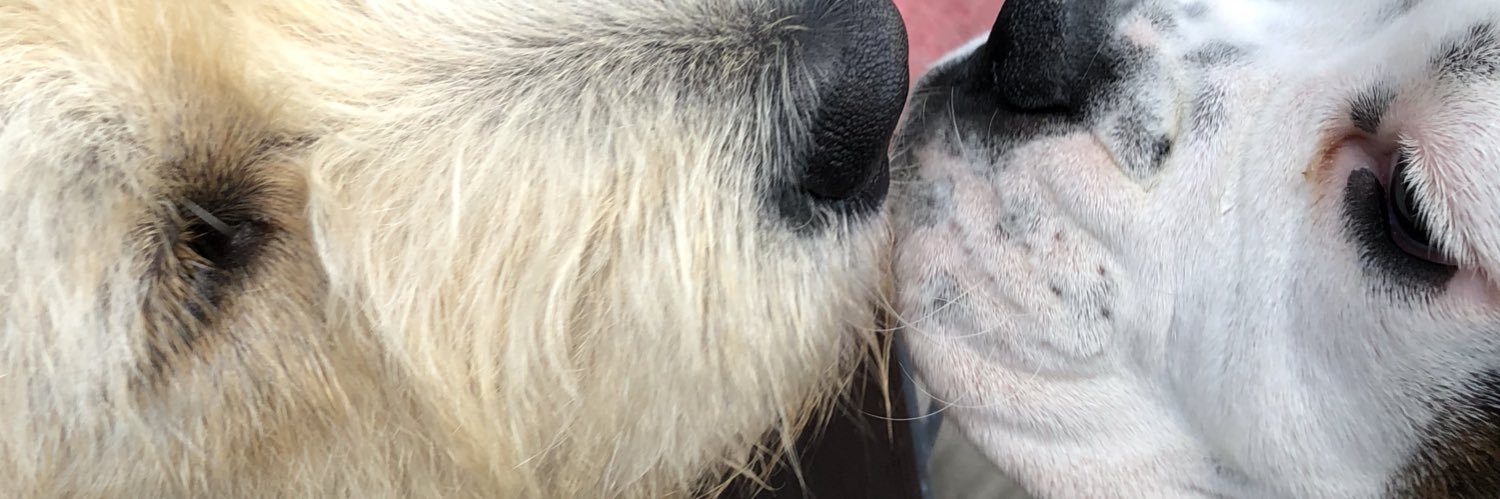 Bethany Gabbitas banner