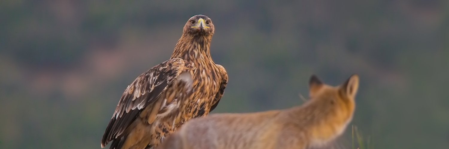 alfonsogar's profile banner image