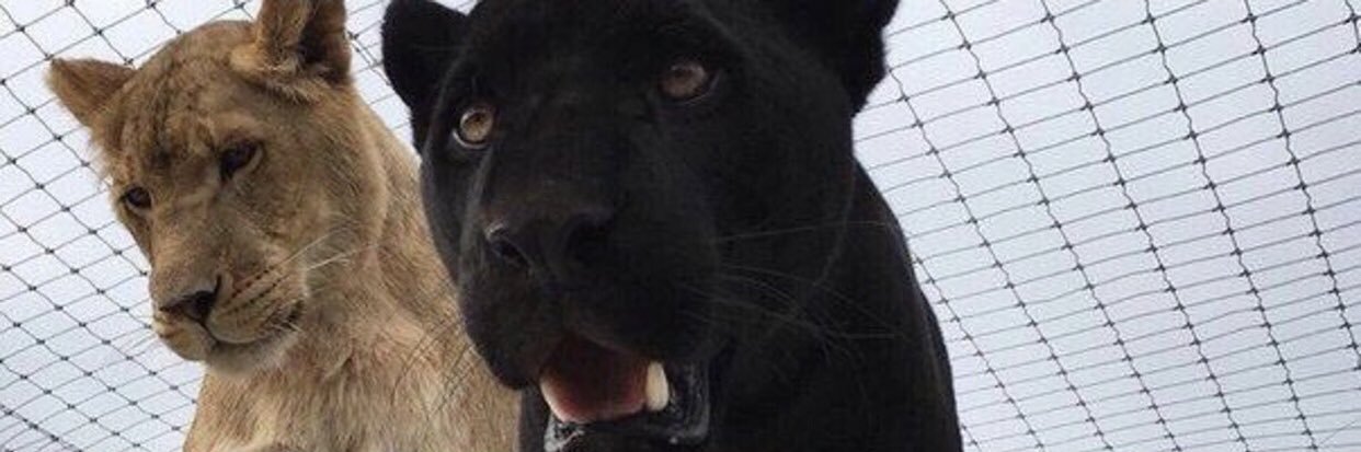 dodoasdodo's profile banner image