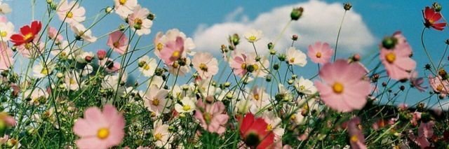 TheRubySamy's profile banner image