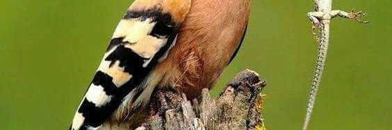 ephymulani's profile banner image