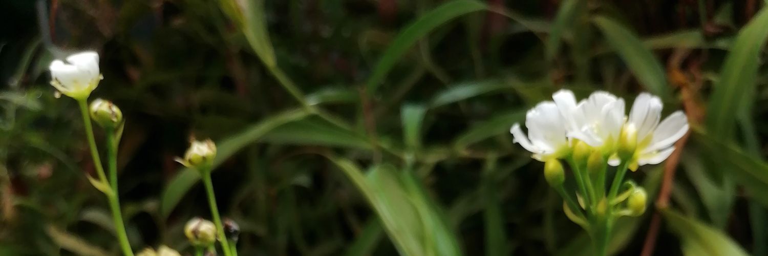 Shinsoo_fox's profile banner image