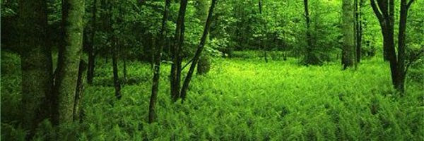 MagicBamboo Profile Banner