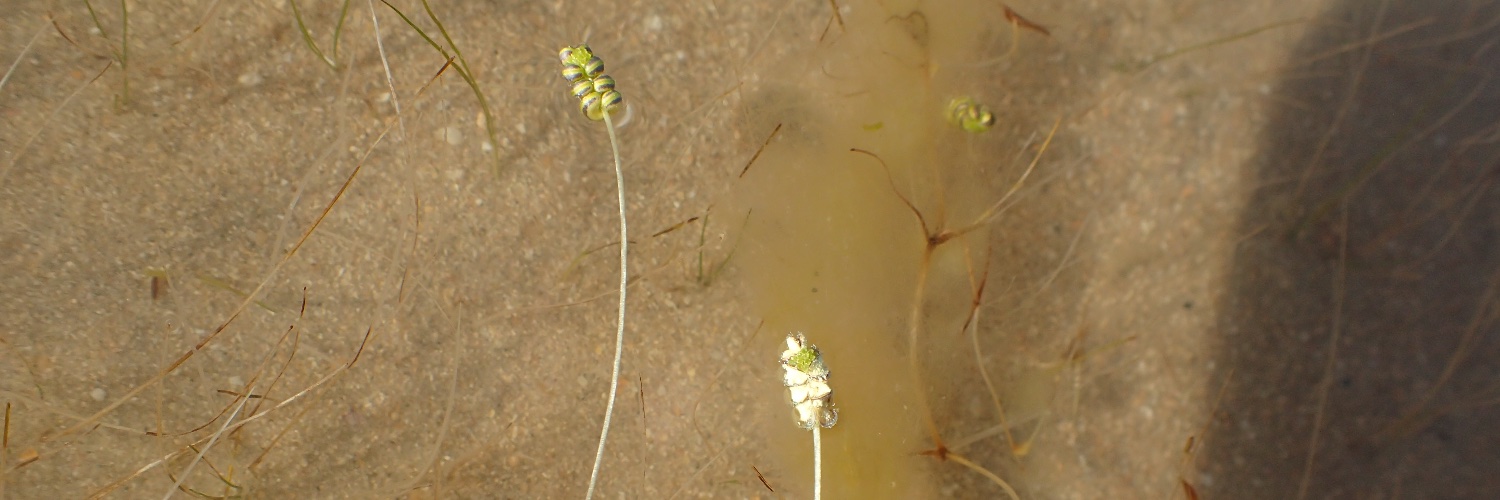 Michelle Waycott 😷💉💉💉💉 banner